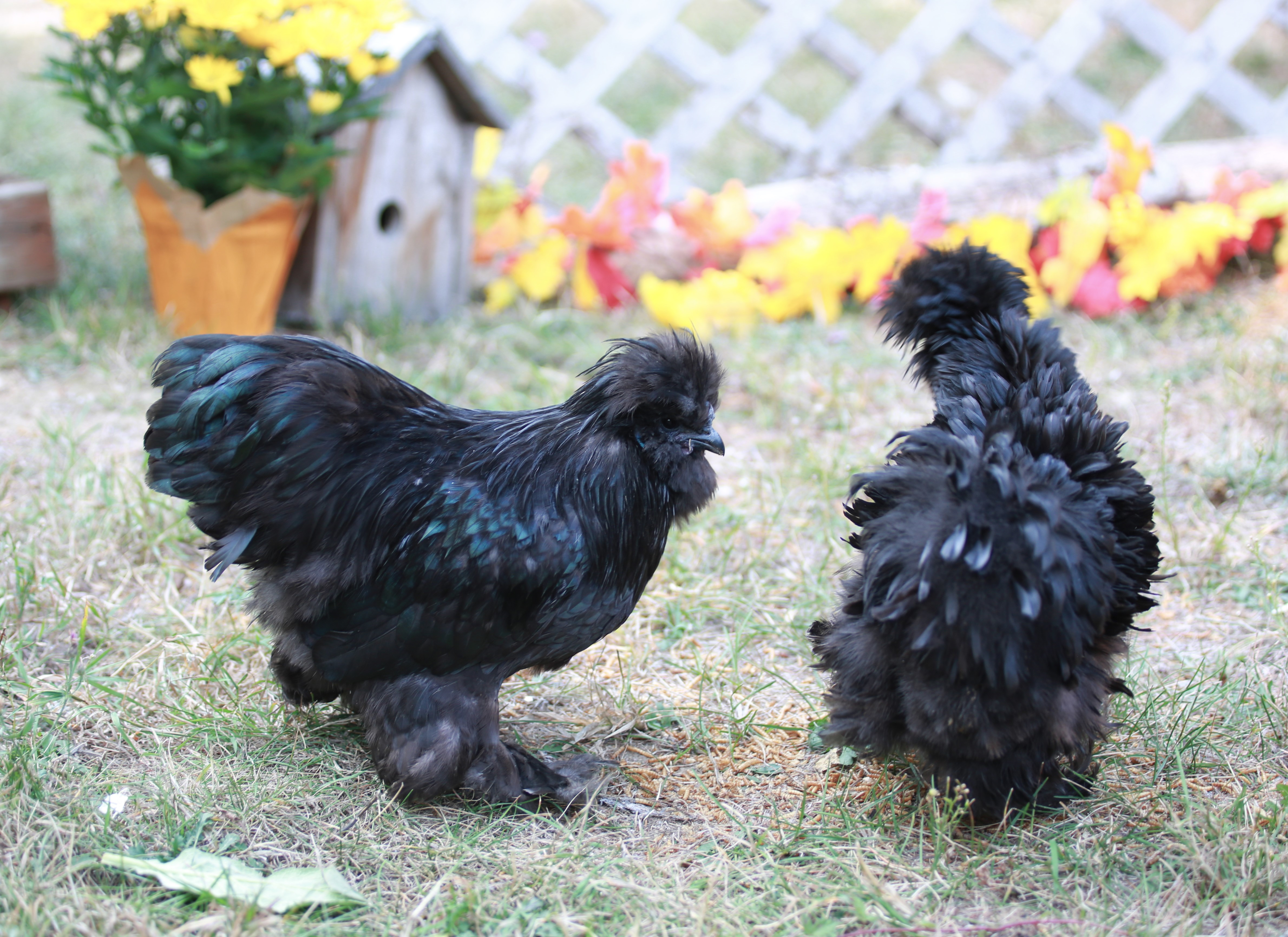 Feather Valley Farm